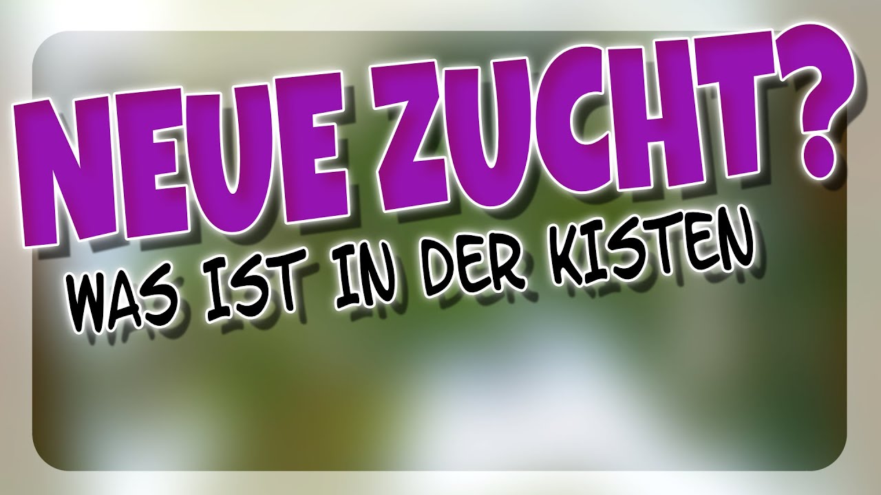 KÖNNEN WIR WIEDER ZÜCHTEN? 🌟🐴 STAR EQUESTRIAN