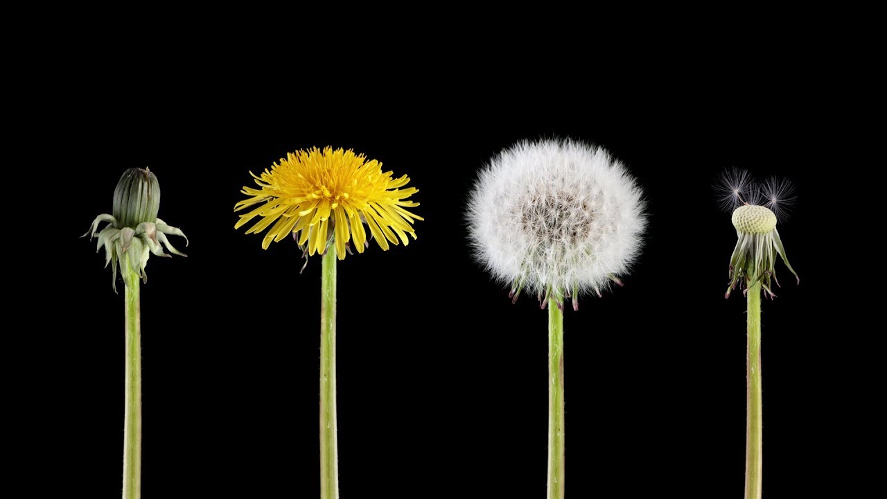 Life Unfolds In Chapters & Phases