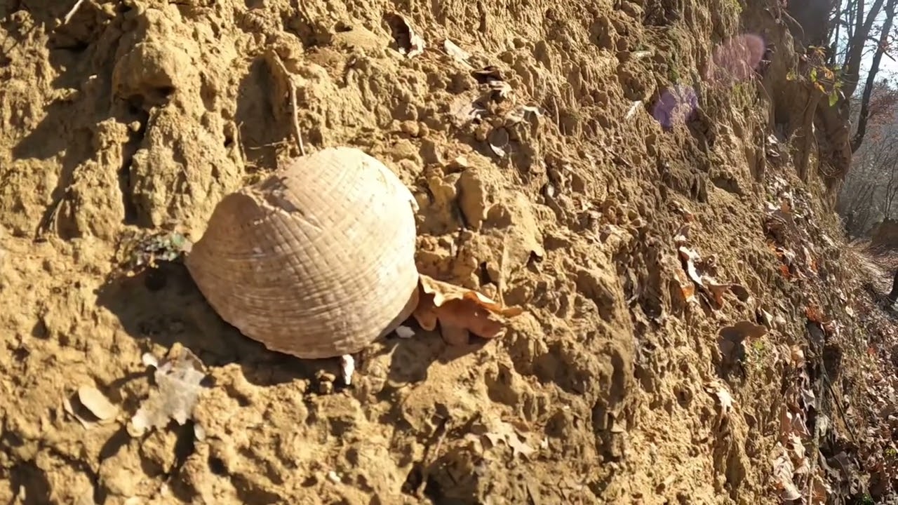 Vinchio e Vaglio Serra - il mondo dei fossili