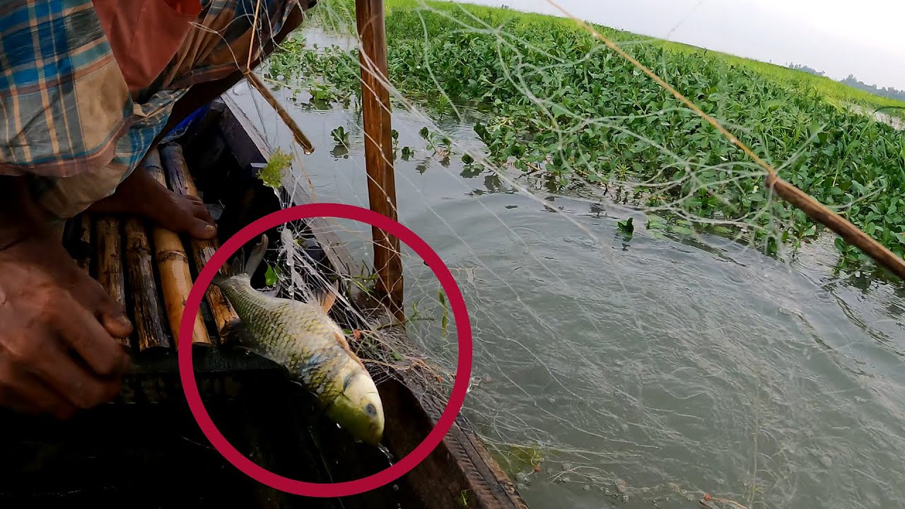 কারেন্ট জাল দিয়ে বড় বড় রুই মাছ শিকার | Hunting big rui fish with current net