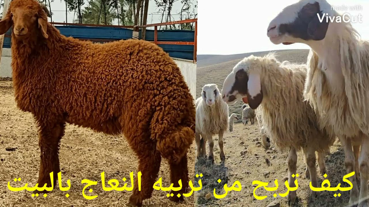 مشروع تربيه الاغنام كيف تربح من تربيه النعاج فى البيت