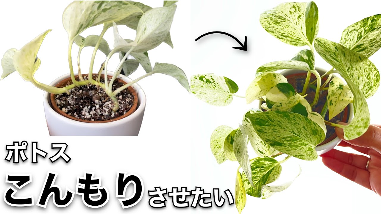 ポトスをこんもりさせたい