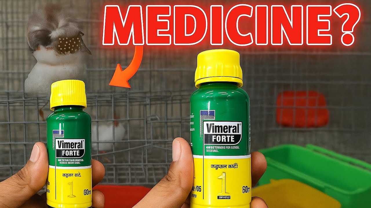 birds ko healthy rakhne k liye konsi medicine le 👍🏻.. #birds #pets
