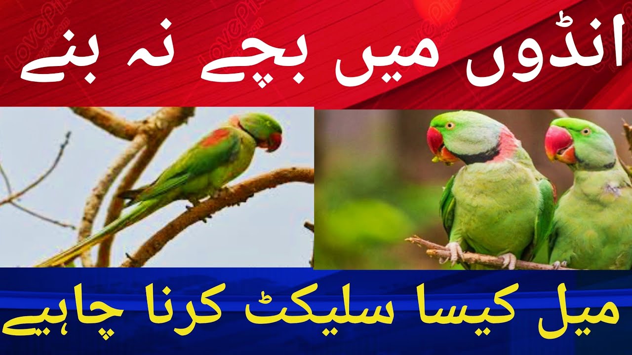 Raw Parrots RingNeck Parrots Male Selection. انڈوں میں بچے نہ بنیں تو کیسا میل سیلیکٹ کرنا چاہیے