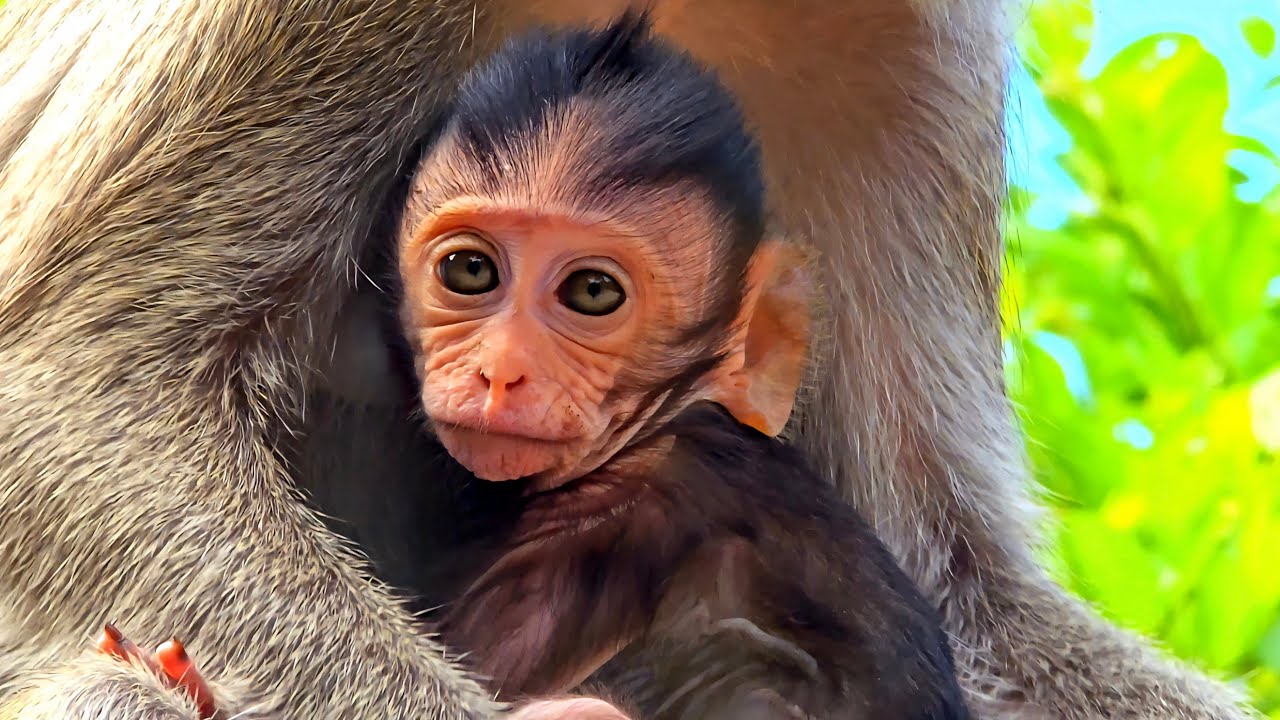 The adorable little monkey in its mother's arms is so warm. ( #monkey )