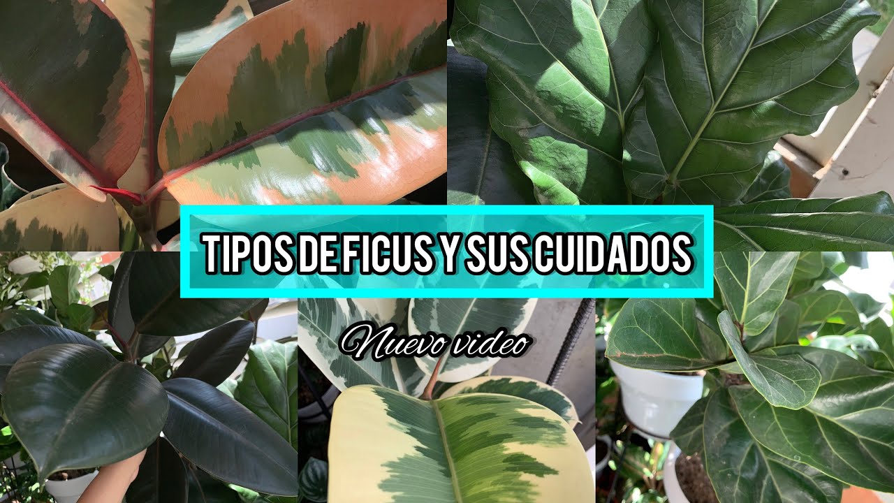 TIPOS DE FICUS y sus cuidados| Nuevo video tienes que verlo