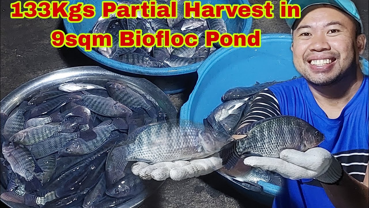 Harvesting Tilapia in Biofloc 133Kg Partial Harvest in 9sqm Pond