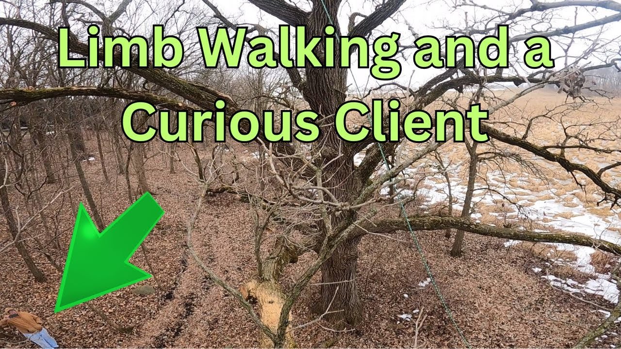 Full Canopy Pruning Techniques