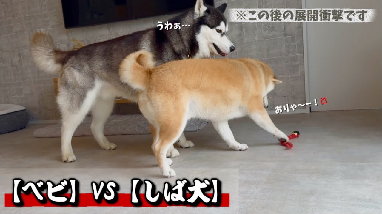 【蛇とガチンコ勝負する柴犬】衝撃の結末が待っていました…