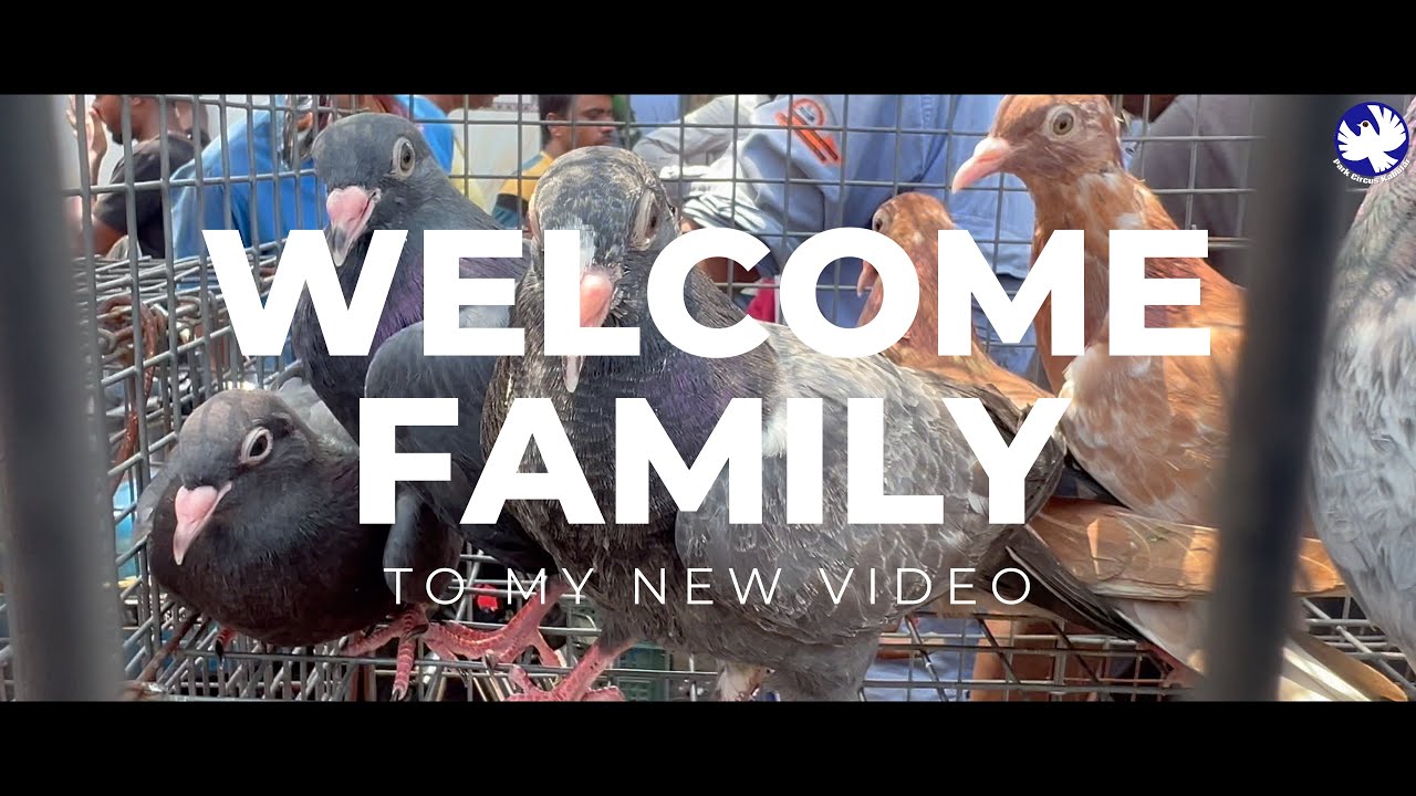 Amazing Pigeon Video (Cinematic), अद्भुत कबूतर वीडियो (सिनेमाई)