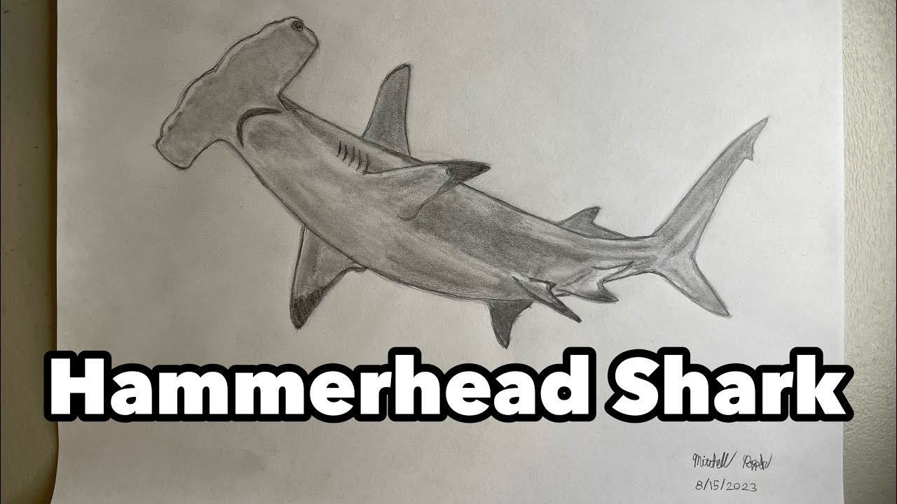 Drawing a Hammerhead Shark Timelapse