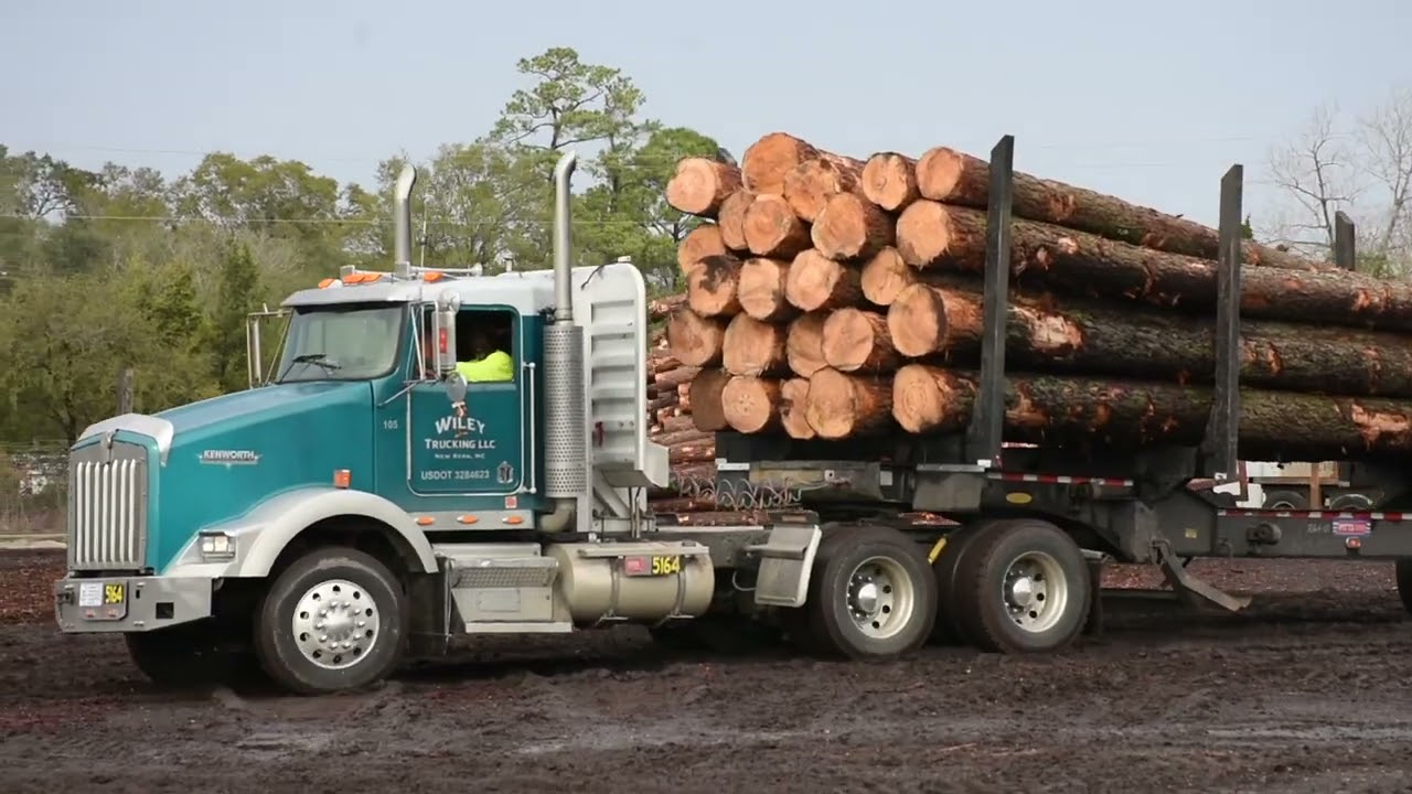 Southern Yellow Pine Log Export Video
