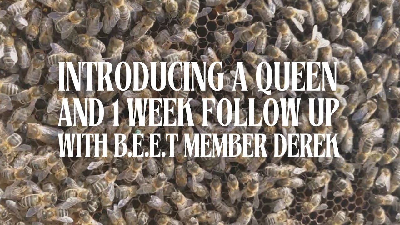 Introducing a Queen and follow up with B.E.E.T member Derek