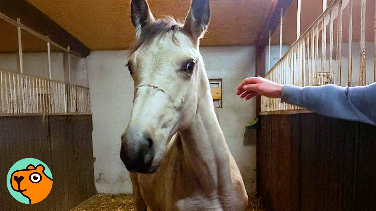 No One Could Touch Baby Horse. Look At Him Now! | Cuddle Buddies