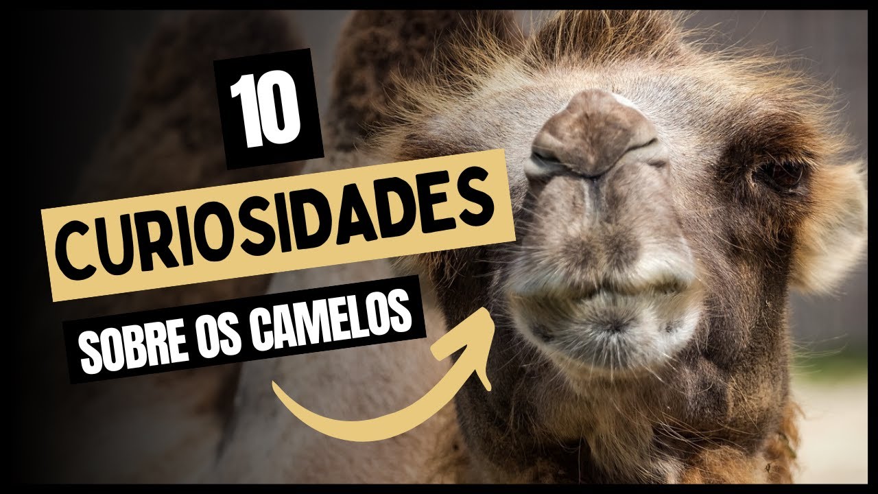 10 CURIOSIDADES SOBRE OS CAMELOS