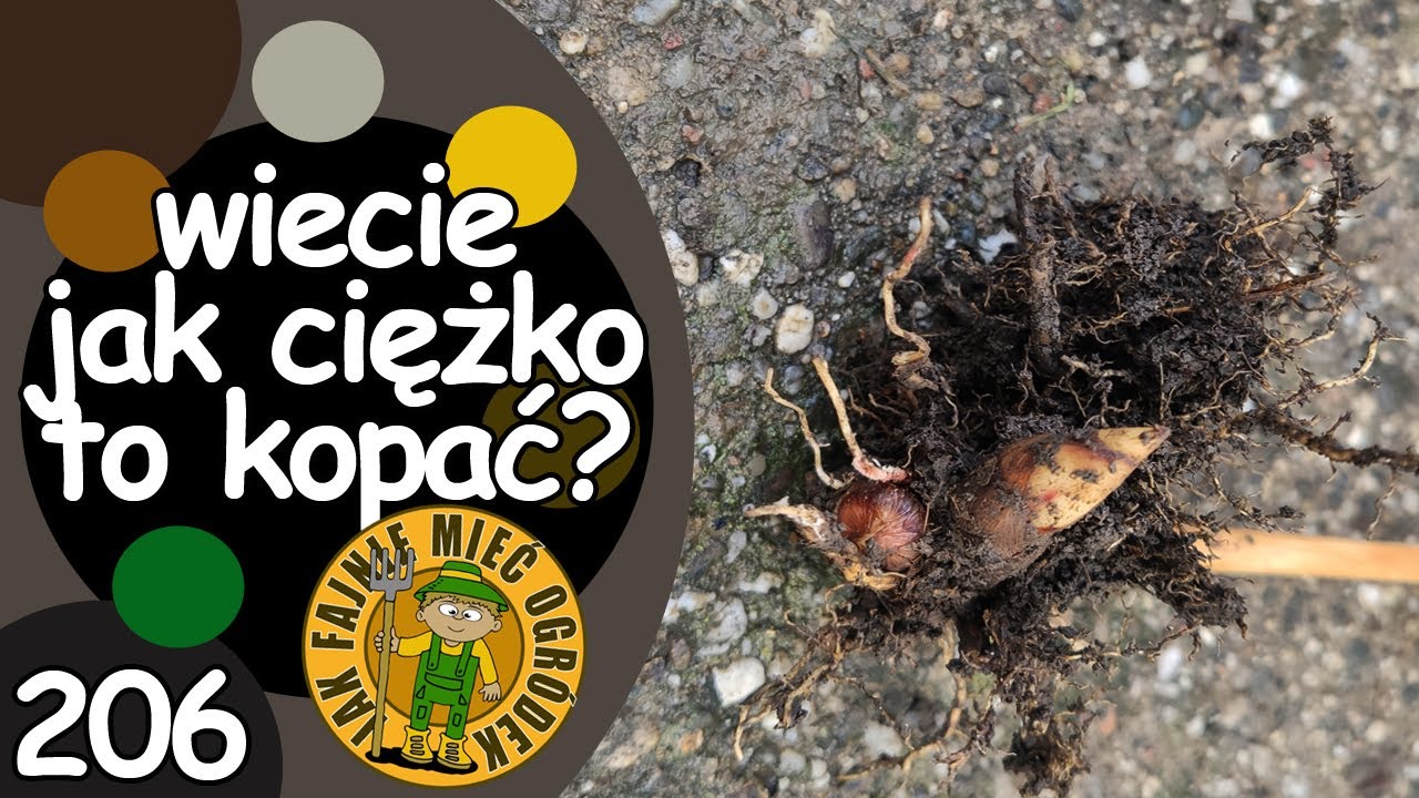 #206 Jak wykopać, podzielić, rozmnożyć... miskanta olbrzymiego? To ciężka robota!
