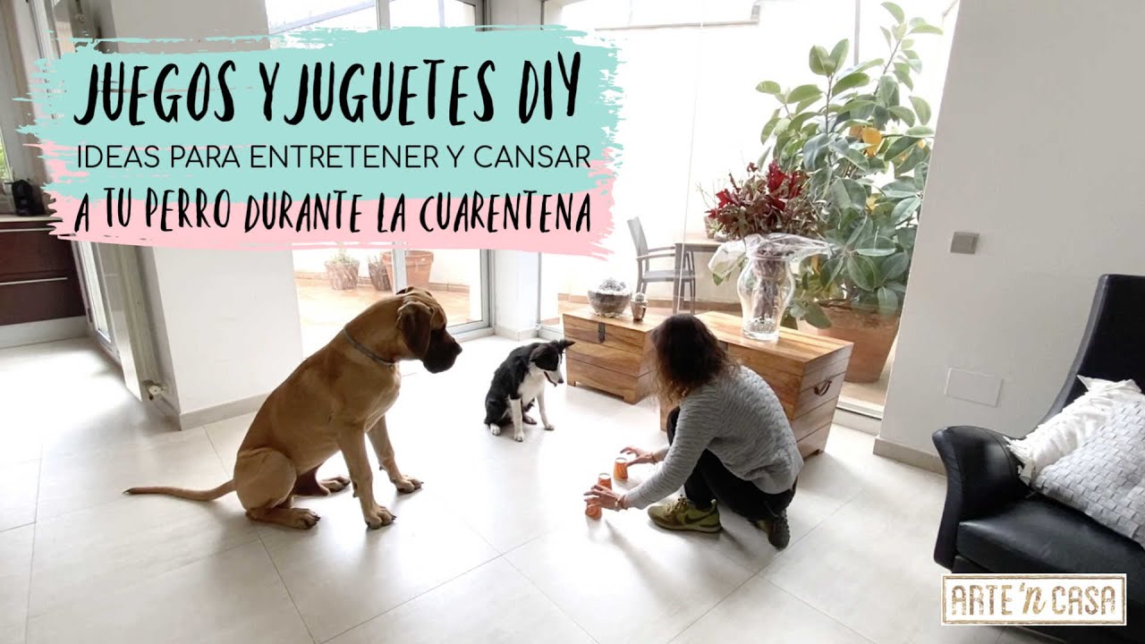 DIY juguetes y juegos para perros - Cómo entretener y cansar a tu perro en casa