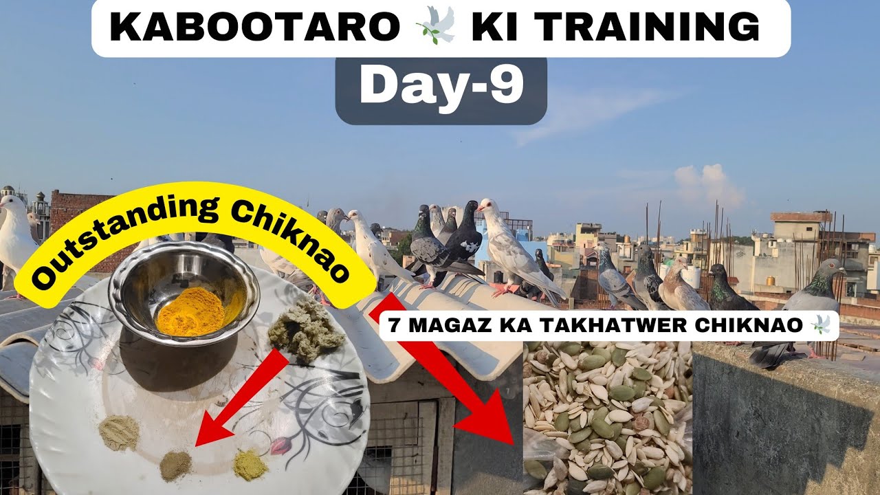 7 Magaz Ka Outstanding Chiknao 😱|| Day-9 || 29 August Ka Shok ||@pigeonscarefactory5328