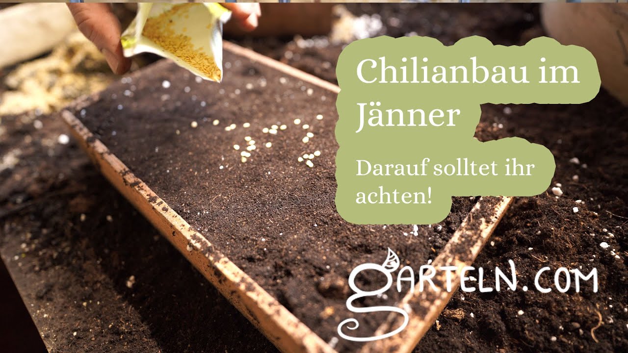 Chili Anbau im J&auml;nner  - Tipps vom G&auml;rtner f&uuml;r die Chili Anzucht