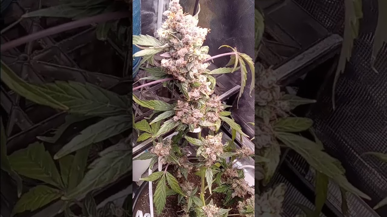 Stop deleting my videos YouTube!!! #indoorgrowing i#plants #za #420 #gardening #flowergarden