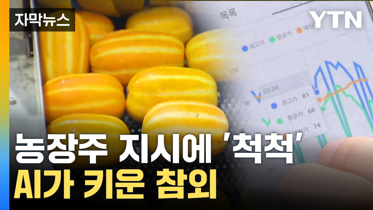 [자막뉴스] 참외 수확도 AI 시대...농가 소득에도 기대감' / YTN