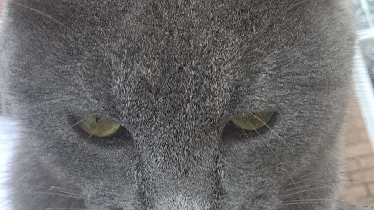 I let my baby cat record  my video.