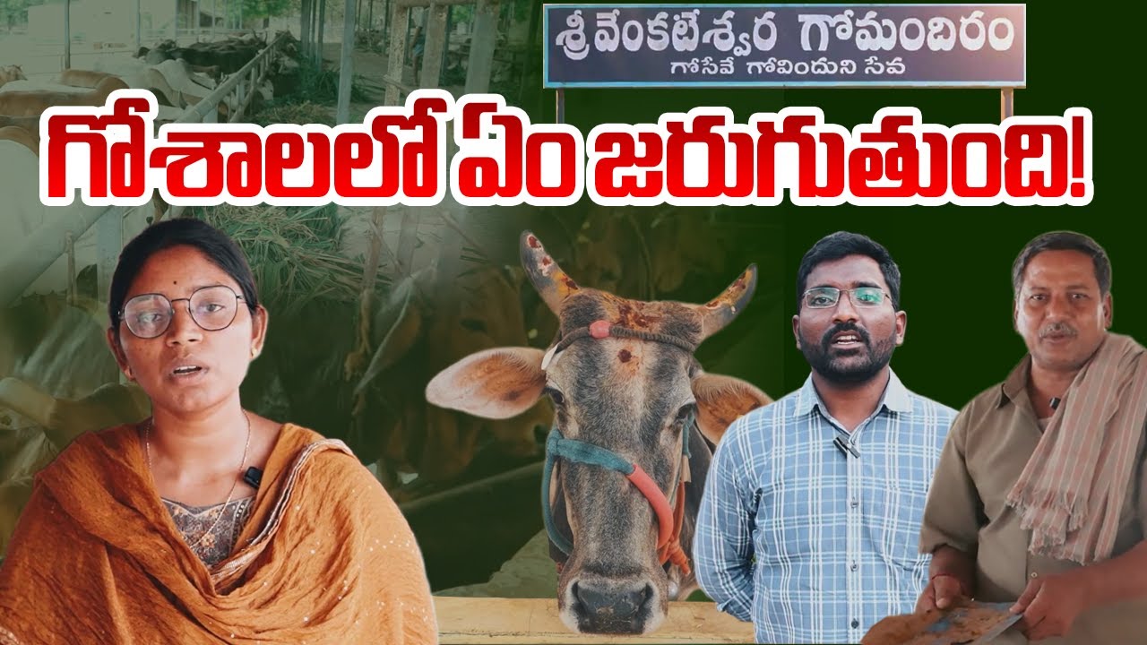 TTD Goshala Inside Visuals | Sri Venkateshwara Gomanchiram | Tirumala News | TV5 News