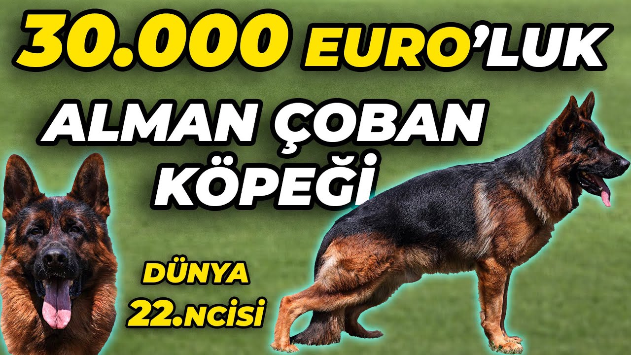 ÇİN'E 350.000 EURO'YA SATILAN ALMAN ÇOBAN KÖPEĞİ! - Lotus Pet Country