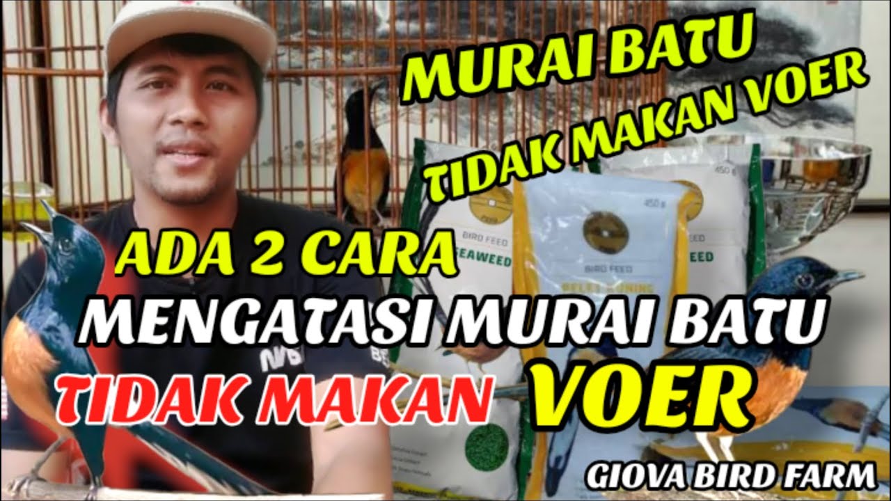 CARA MENGATASI MURAI BATU TIDAK MAU MAKAN VOER