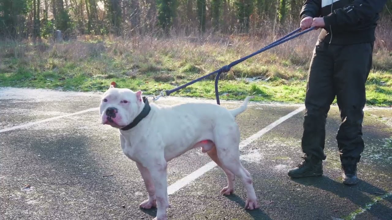 La Voix Des Anciens - Épisodes 7 Riquet-Stalingrad (Badagangs&Sloggers)