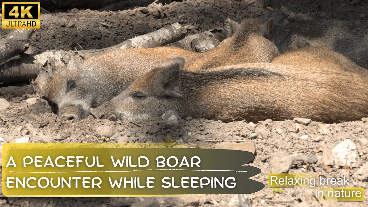 Observing sleeping Wild Boar family 🔅Peaceful Woodland Ambiance 🔅 no music 🔅 birdssounds