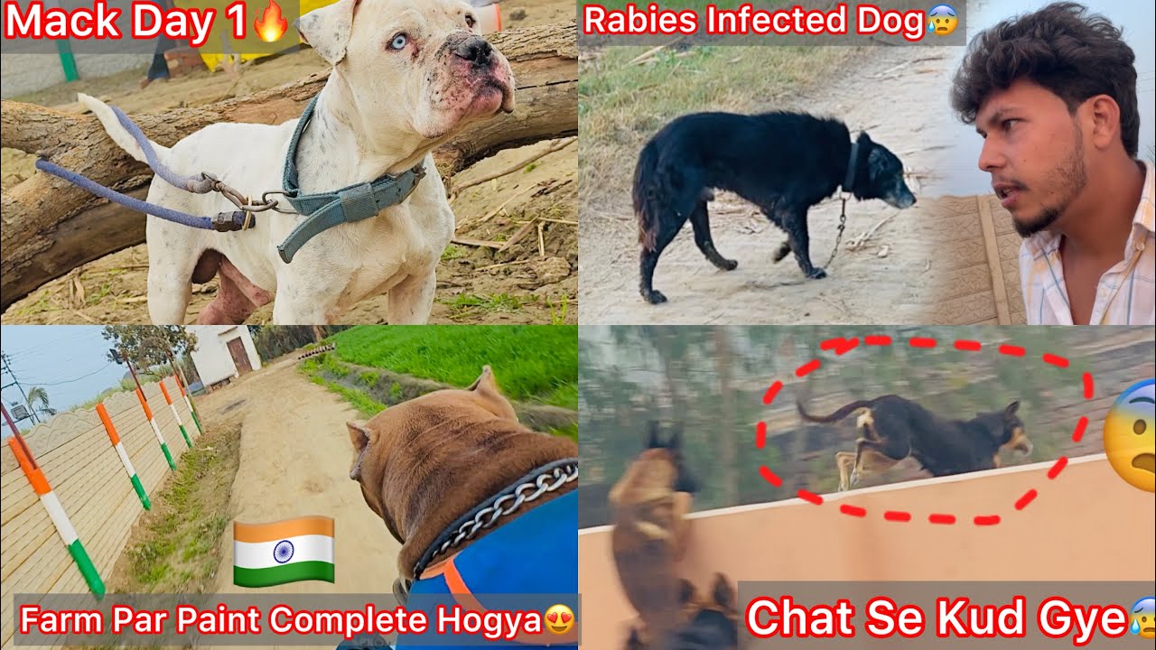 Finally Dog Farm Par Color Hogya😍 Farm K Bhar Aya Rabies Dog😰|| Mack Ko Dhek Kise Ko Yakin Nhi Aya😥