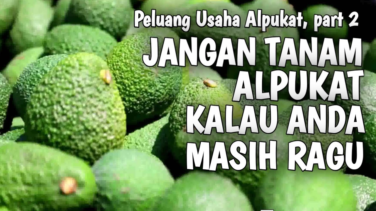 Peluang Usaha Budidaya Alpukat, Harga Alpukat Naik Terus !! Part #2