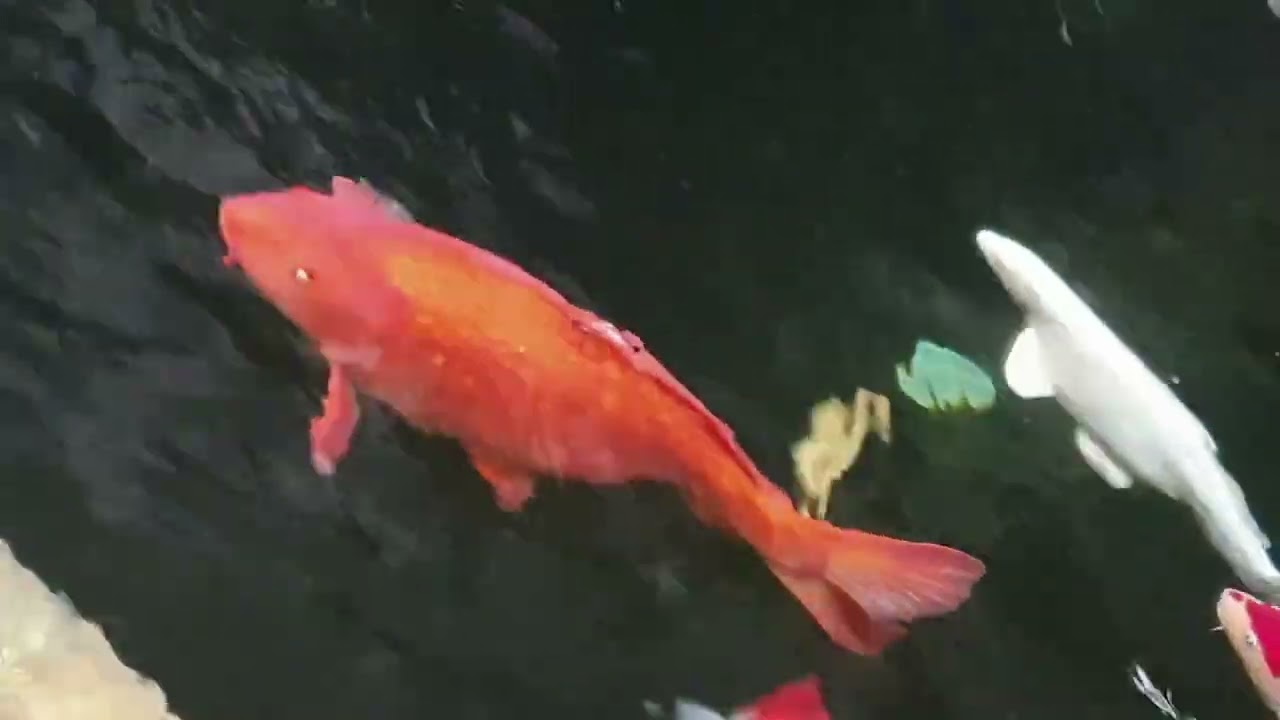 KOI IMAH KOPI LEMBANG