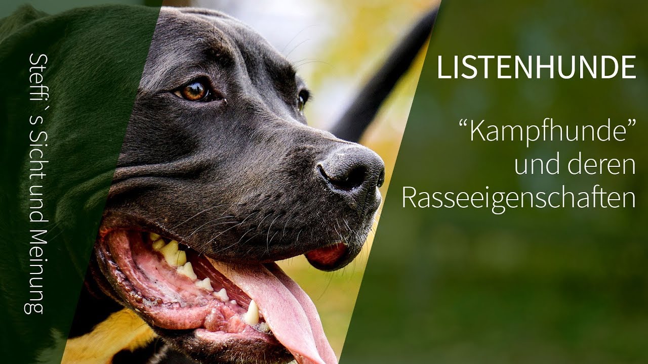Listenhunde ► Kampfhunde und deren Rasseeigenschaften ► Steffi`s Meinung