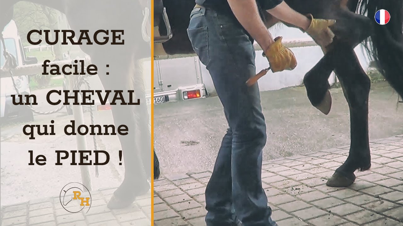 Apprends à Ton Cheval à Donner ses Pieds  |  Éducation du Cheval