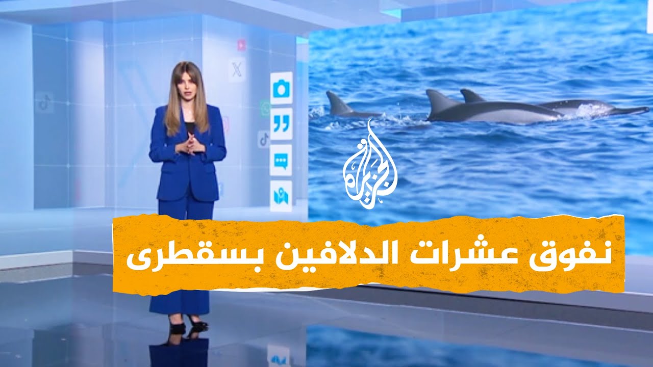 فيديو صادم لنفوق دلافين بسقطرى اليمنية