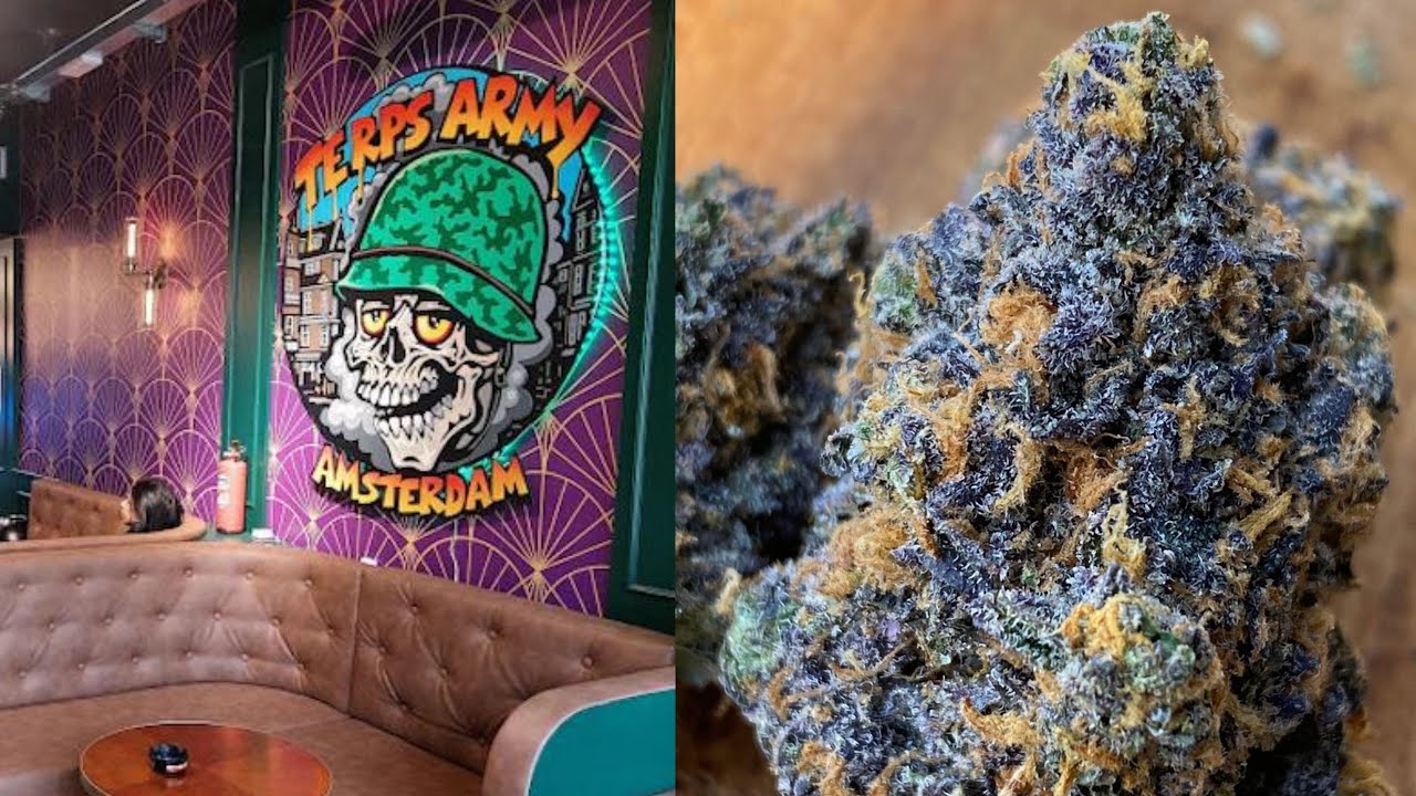 Die besten Cannabis Clubs in Barcelona / Kompletter Social Club Guide #theplug #clouds #coffeshop