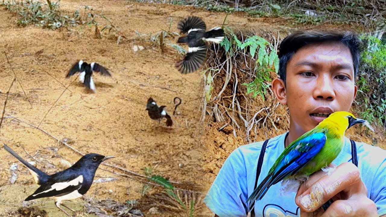 TIDAK SEMUA PEMIKAT ITU MEMBUAT BURUNG PUNAH, SEKARANG TERGANTUNG ORANG NYA JUGA