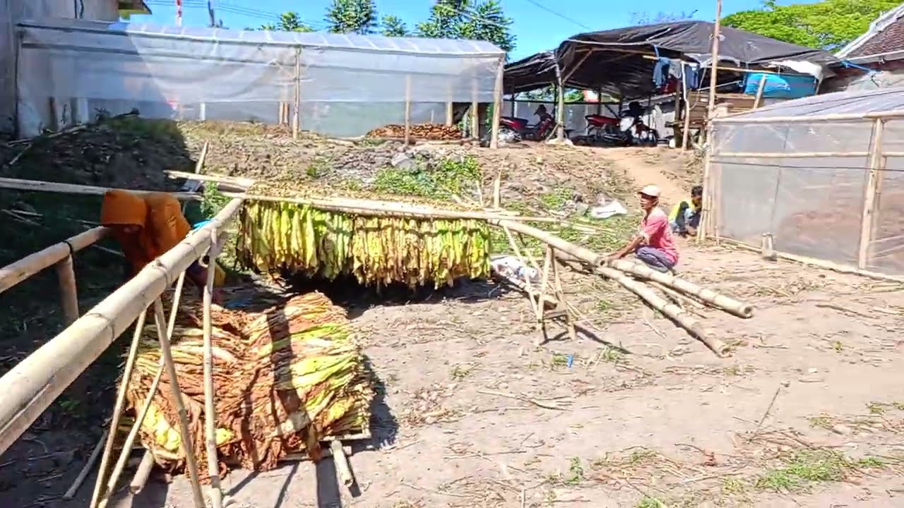 Proses Pengeringan Tembakau Dengan Cara Konvensional dan Modern Dengan Metode Pengovenan
