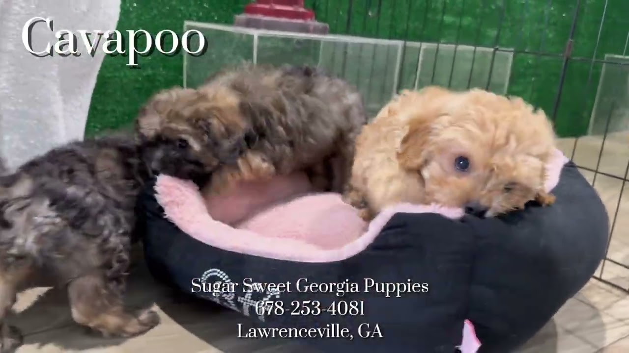 Puppies For Sale Boston Terrier, Yorkie, Poodle, Maltipoo, Cavapoo, Shih Tzu, Teddy Bears and MORE!!