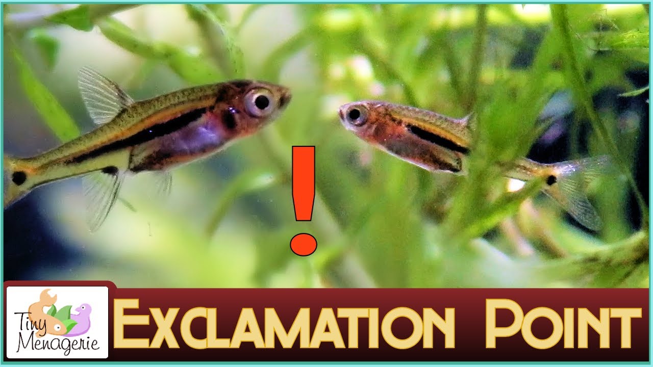 All About Exclamation Point Rasboras: The Smallest Nano Fish? (AKA Least Rasbora)