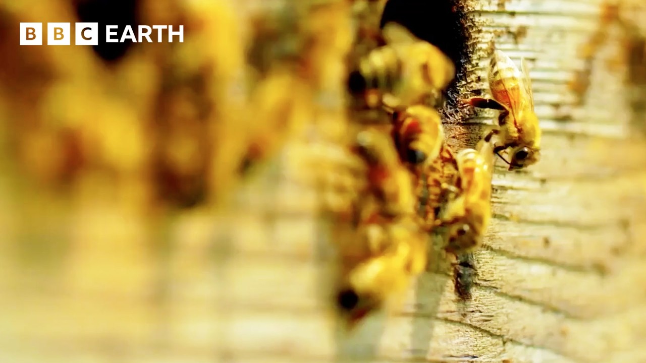 What Do Insects And Science Have To Do With Each Other? | BBC Earth Science