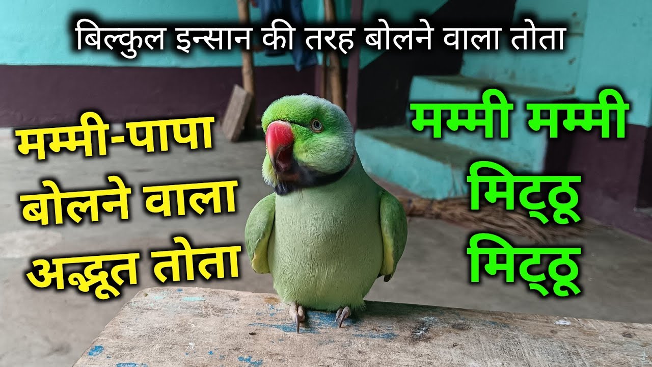 Ringneck Parrot Talking Mummy Papa 😱 मम्मी पापा बोलने वाला तोता 🦜 Mummy Papa Bolane Wala Tota 🥰