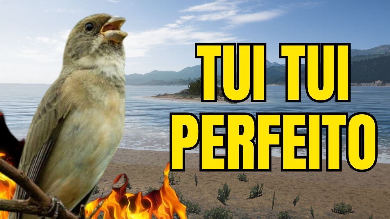 CANTO DO COLEIRO TUI TUI PERFEITO PARA ESQUENTAR COLEIRO E ENSINAR COLEIRO E PAPA CAPIM PARDO
