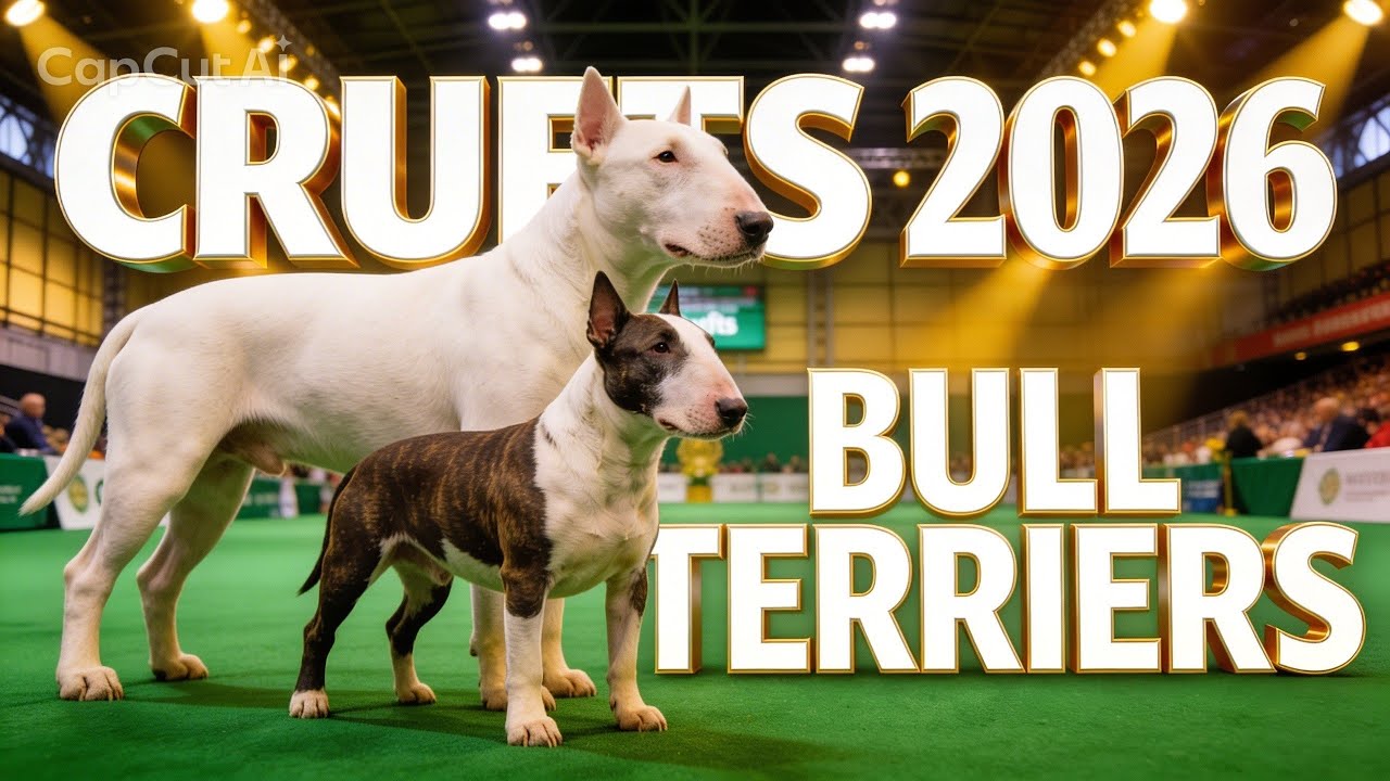 Crufts 2026 Standard Bull Terriers & Miniature Bull Terriers Pt 2 