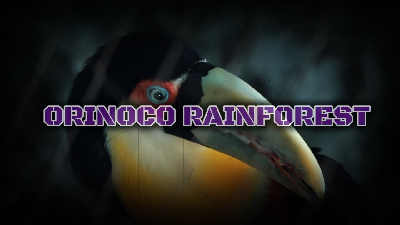 Orinoco Rainforest | Dallas World Aquarium