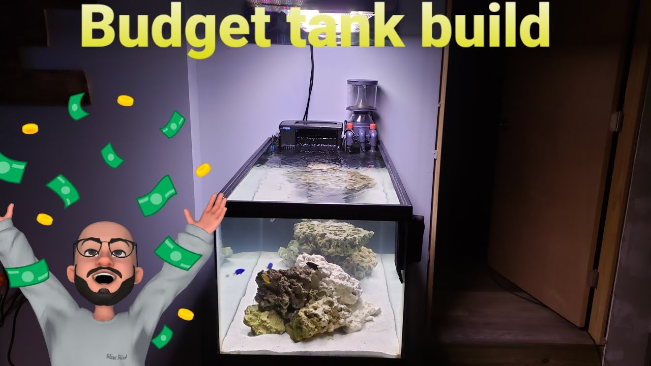Budget reef tank