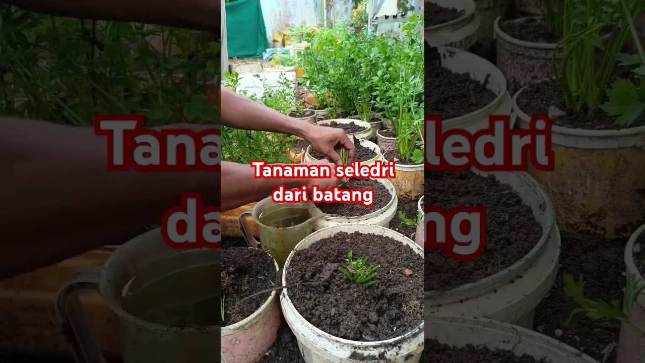 cara menanam seledri dari batang #shorst #gardening #budidayatanaman #garden #fypage