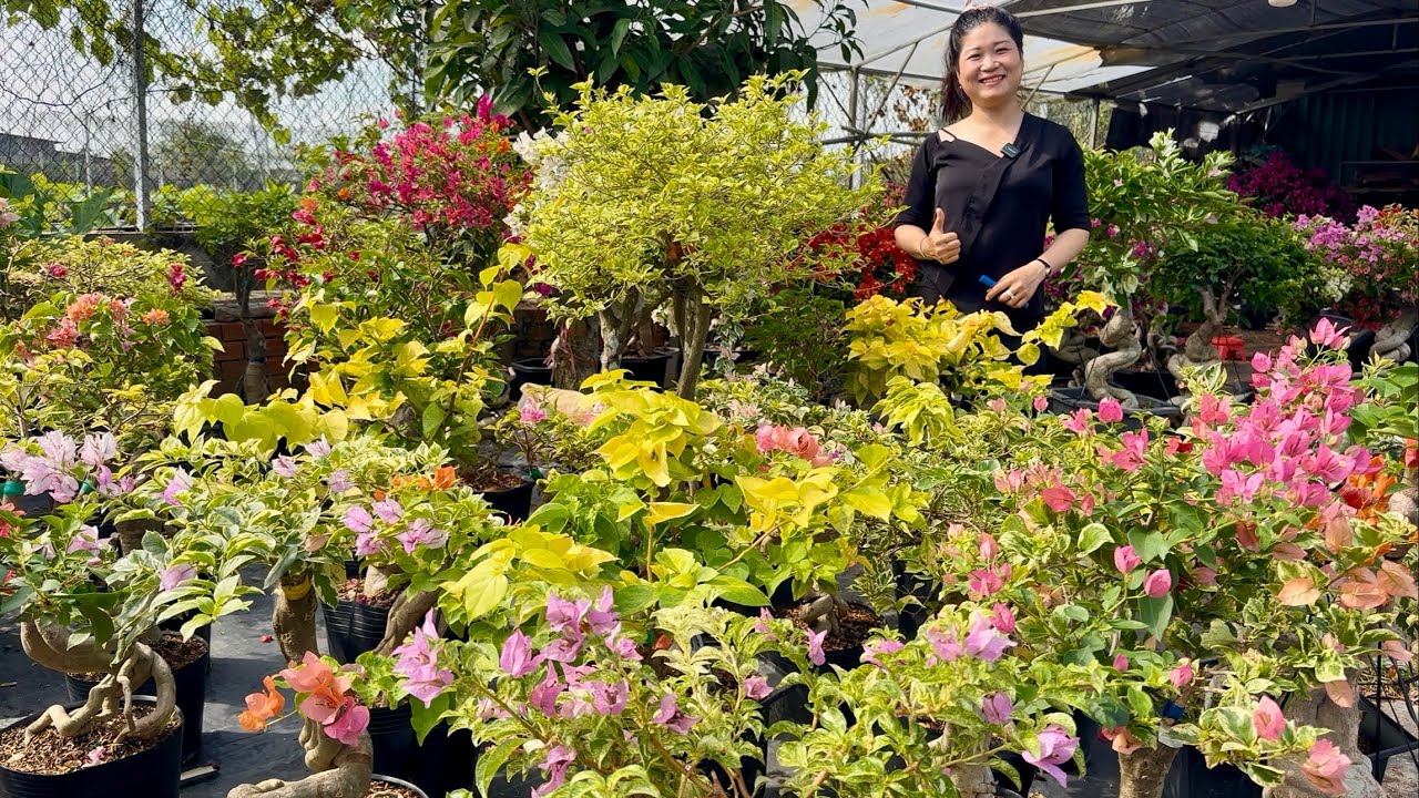 Hoa giấy siêu đẹp nhiều loại siêu hoa giống mới giao lưu toàn quốc ☎0979.563.401 Ngọc Hồ